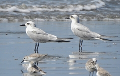 Gelochelidon nilotica
