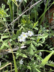 Pholistoma membranaceum