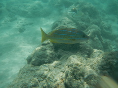 Lutjanus kasmira