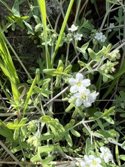 Pholistoma membranaceum