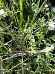 Pholistoma membranaceum