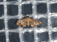 Nacoleia rhoeoalis