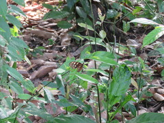 Heliconius hecale zuleika