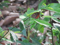 Heliconius hecale zuleika