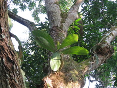 Catasetum integerrimum