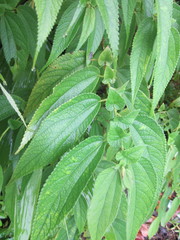 Boehmeria heterophylla