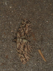 Ectropis bispinaria