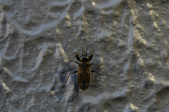 Eremocoris fenestratus