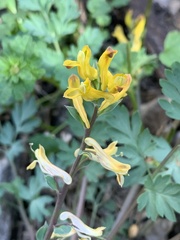 Corydalis aurea