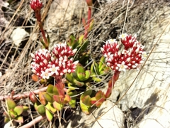 Crassula rubricaulis