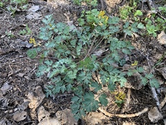 Corydalis aurea