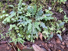 Ixeridium laevigatum