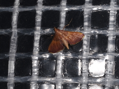 Endotricha mesenterialis