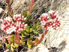 Crassula rubricaulis