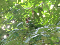 Heliconius hecale zuleika