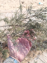 Tamarix