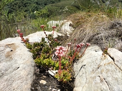 Crassula rubricaulis