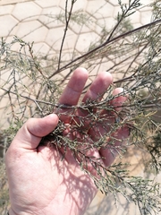 Tamarix