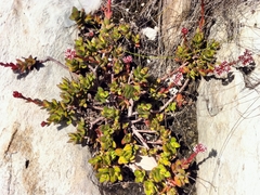 Crassula rubricaulis