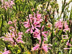 Erica densifolia