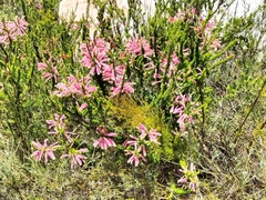 Erica densifolia