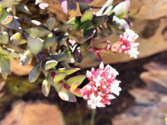 Crassula rubricaulis