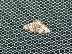 Glyphodes canthusalis