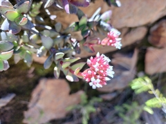 Crassula rubricaulis