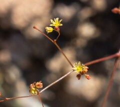 Eriogonum thomasii