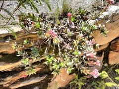 Crassula rubricaulis