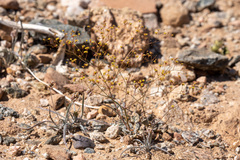 Eriogonum thomasii