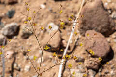 Eriogonum thomasii