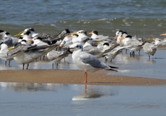 Chroicocephalus brunnicephalus