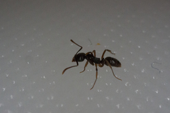 Ponerinae