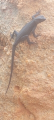 Hemicordylus capensis