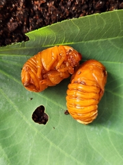 Xylotrupes australicus