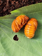 Xylotrupes australicus