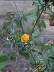 Bidens pilosa