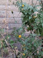 Bidens pilosa