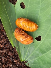 Xylotrupes australicus