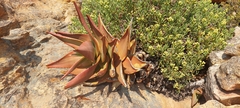 Aloe perfoliata