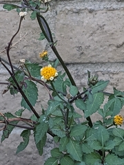Bidens pilosa