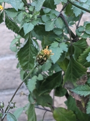 Bidens pilosa