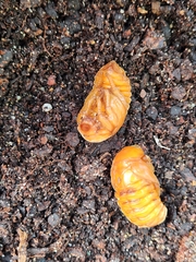 Xylotrupes australicus
