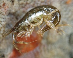 Ampithoidae