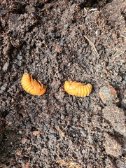 Xylotrupes australicus