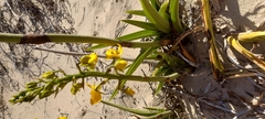Eulophia speciosa