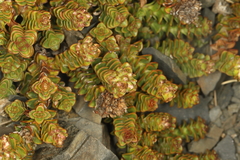Veronica epacridea