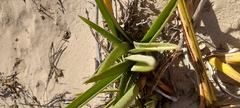 Eulophia speciosa