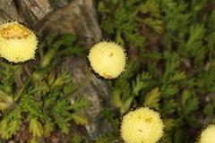 Leptinella pyrethrifolia
